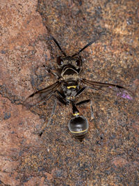 Close-up of spider on rock