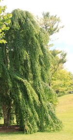 Trees growing on landscape