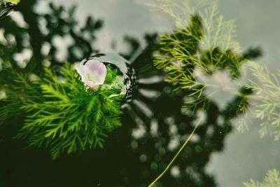 Close-up of raindrops on flowering plant