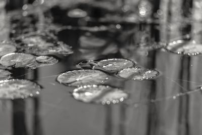 Close-up of water drops on leaf