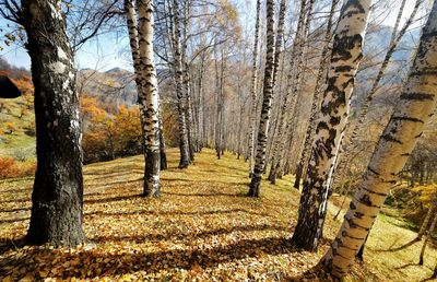 Trees in forest during autumn