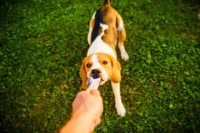 Close-up of dog hand on grass