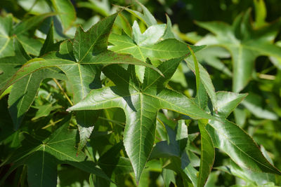 Close-up of green leaves