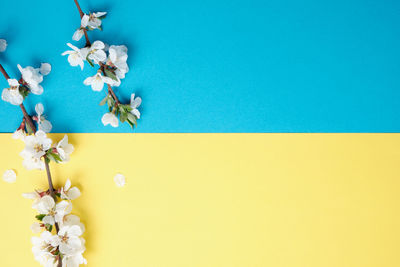 Close-up of blue flower against white background