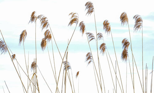 Low angle view of stalks against sky