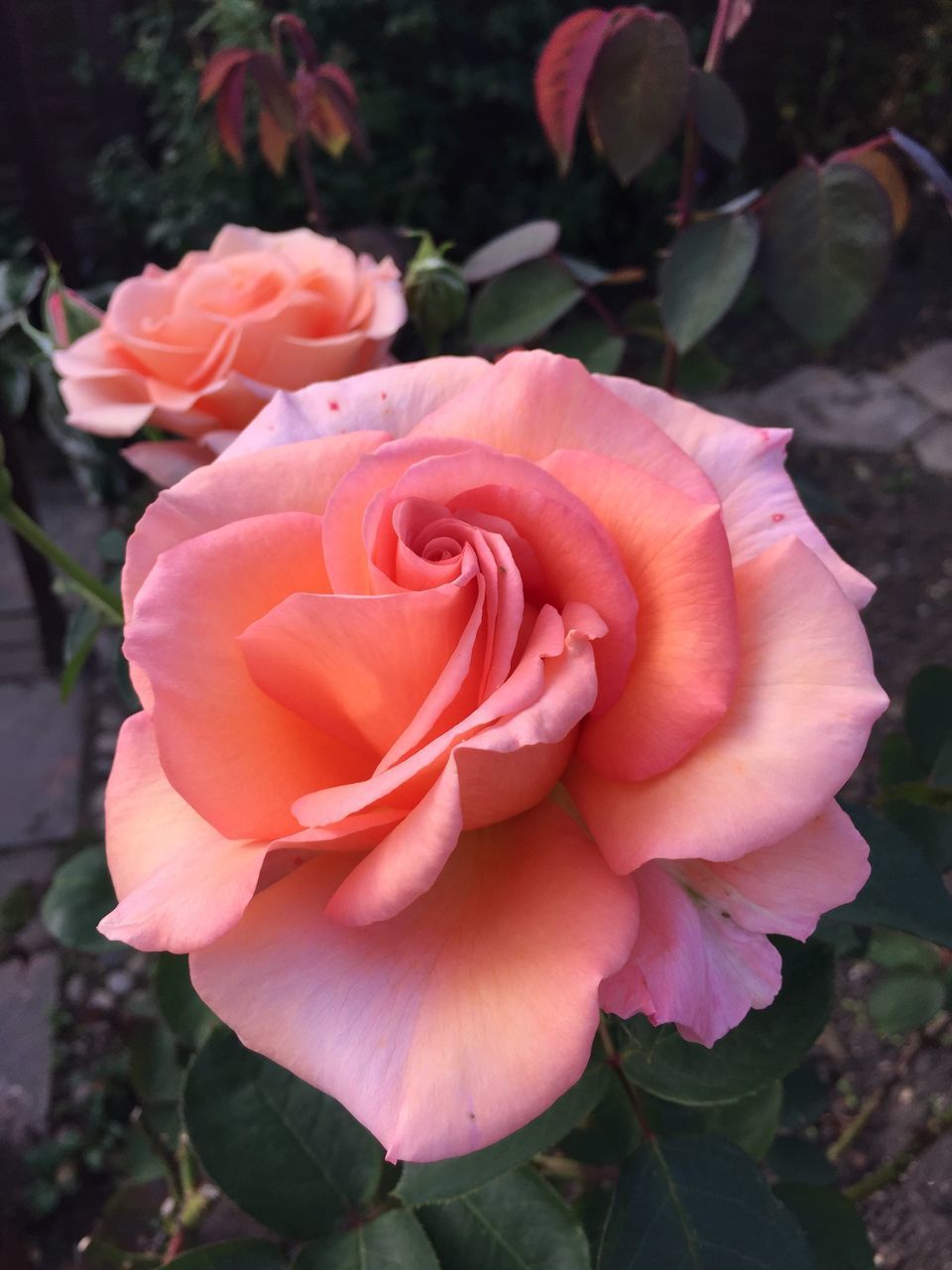 flower, petal, fragility, flower head, freshness, rose - flower, growth, beauty in nature, close-up, nature, blooming, focus on foreground, plant, pink color, rose, in bloom, leaf, single flower, high angle view, park - man made space