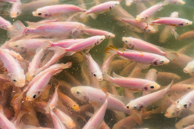 Close-up of fish swimming in sea