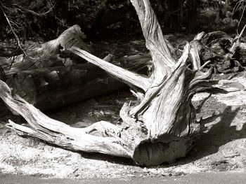 Tree trunk in forest