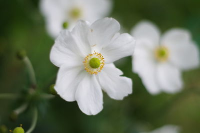 Close-up of white flowering plant