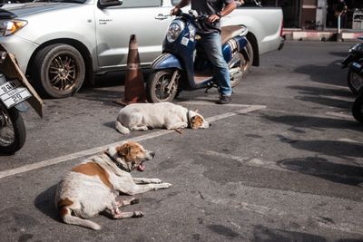 Dog lying down on road in city