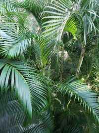 Close-up of palm tree leaves