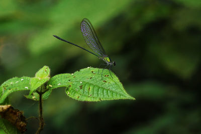 Close-up of insect on leaf