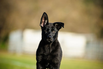 Close-up portrait of dog