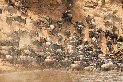 Wildebeest crossing the mara river during the annual great migration.