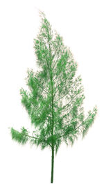 Close-up of tree branch against white background