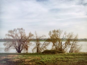 Bare trees on lakeshore