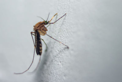 Close-up of insect on wall