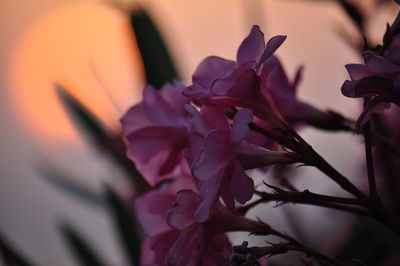 Close-up of pink flowers