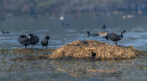 Ducks  perching on a lake