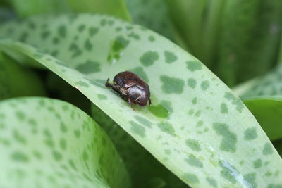 Close-up of insect on leaf