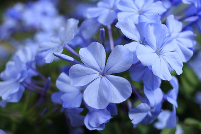 Close-up of purple flowering plants