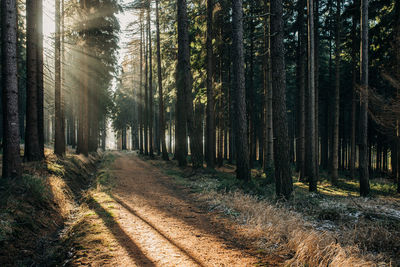 View of pine trees in forest