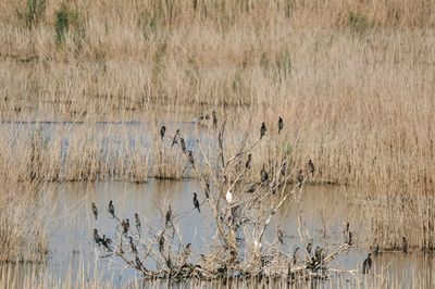 View of birds in lake