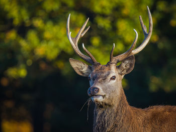 Deer at richmond park