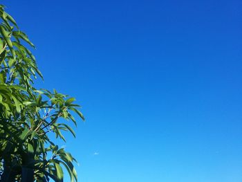 Low angle view of tree against clear blue sky