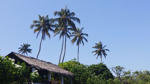 Low angle view of palm trees against clear blue sky