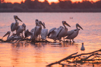 Flock of birds on lake during sunset