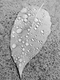 Close-up of raindrops on leaves