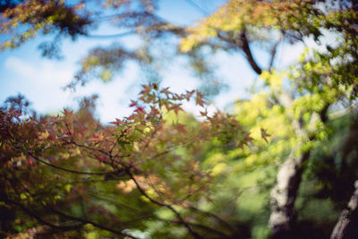 Low angle view of trees in forest