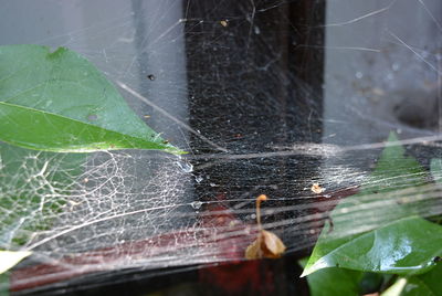 Close-up of spider web on wet plant