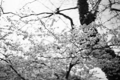 Low angle view of cherry blossom tree