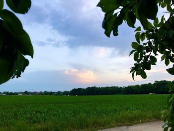Scenic view of agricultural field against sky