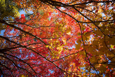 Low angle view of maple tree