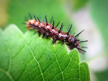 Close-up of insect on leaf