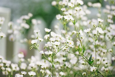 Close-up of white flowering plants on field