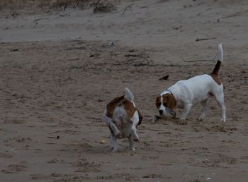 Dog on sand