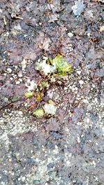 High angle view of lichen on rock