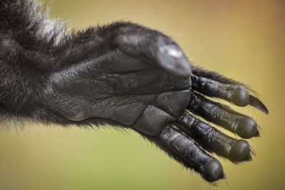 Close-up of a monkey