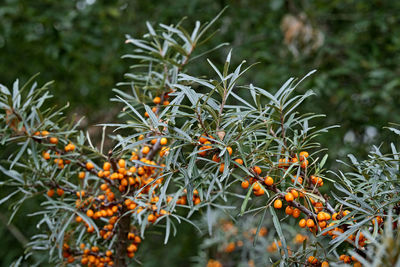 Close-up of orange tree