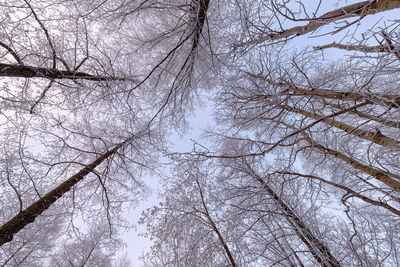 Low angle view of trees against sky