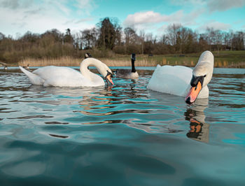 Mute swan swans pair low-level water side view macro animal background portrait