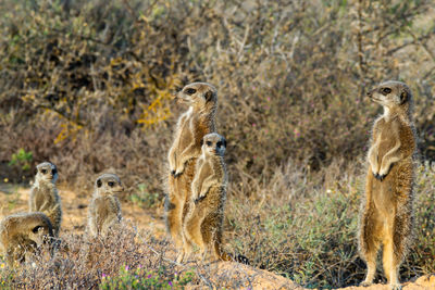 Giraffe standing on land