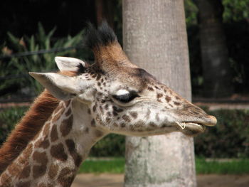 Close-up of giraffe at zoo