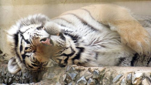 Cat sleeping in a zoo