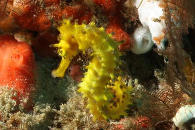 Close-up of coral underwater
