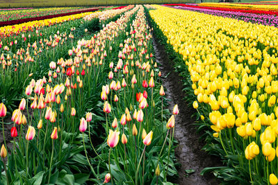 Multi colored tulips in field